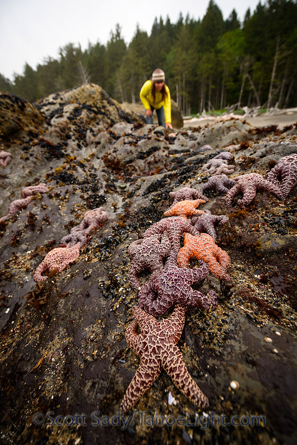 Monique explores the starfish at low tide at Rialto Beach, part of the Olympic National Park.
