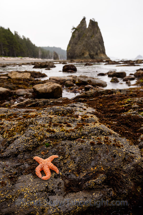 rialto beach starfish