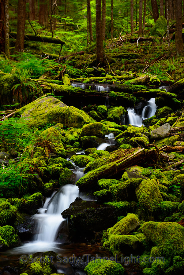 Mossy streams on the trail to the Sol Duc waterfall in Olympic National Park.