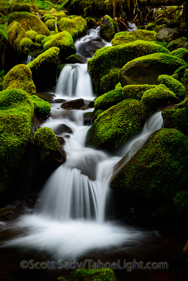 I think some of the mossy side streams along the Sol Duc waterfall trail were even more interesting than the actual falls.