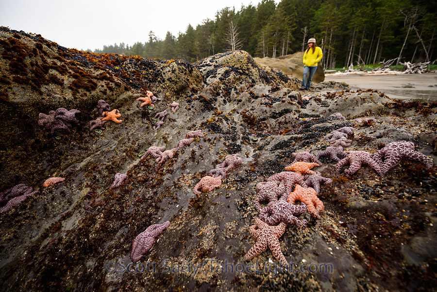 Monique explores the starfish at low tide at Rialto Beach, part of the Olympic National Park.