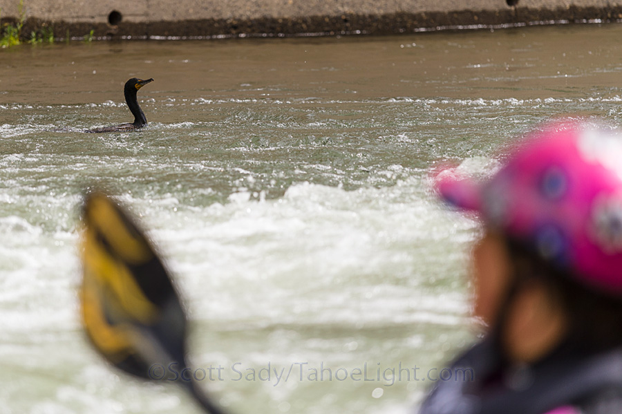 We have a local cormorant that hangs out at hole 5 on the Truckee River and is known to all the local paddlers, so we had to get him in the picture with Emily.