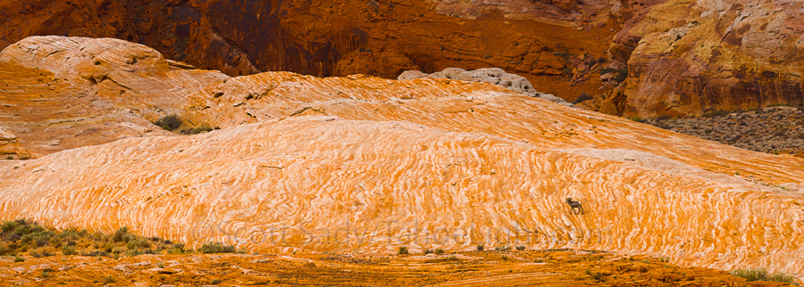 Lone Bighorn Ram walking across some of the more interesting rock formations at Valley of Fire state park in southern Nevada.