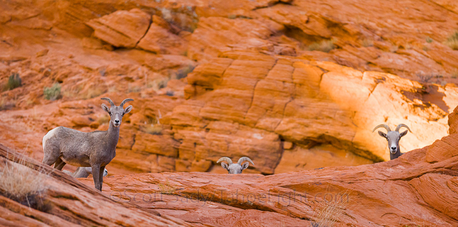 Bighorn sheep peek-a-boo! My sunrise shot didn't really pan out, but as I walked back to the car all soaking wet, I saw this herd.