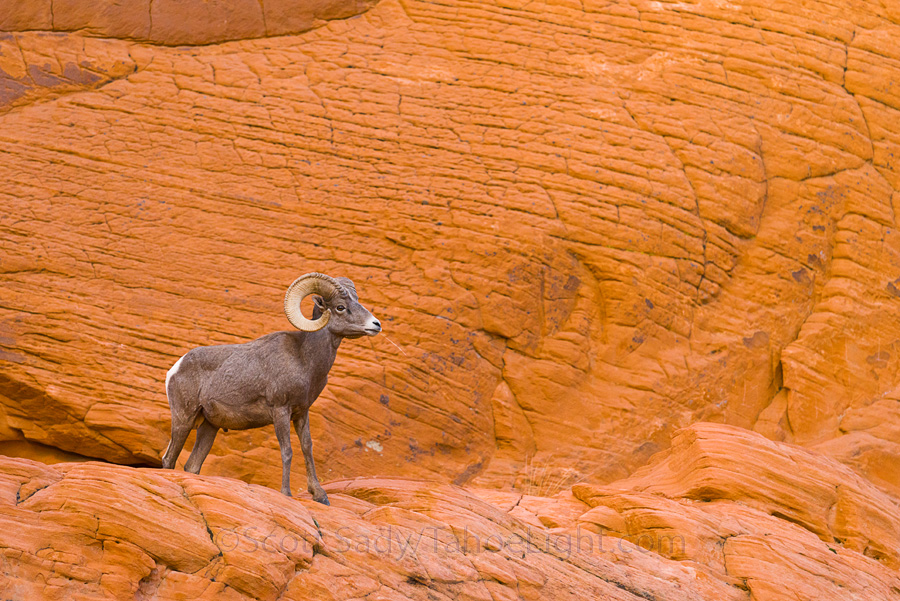 nevada bighorn sheep ram