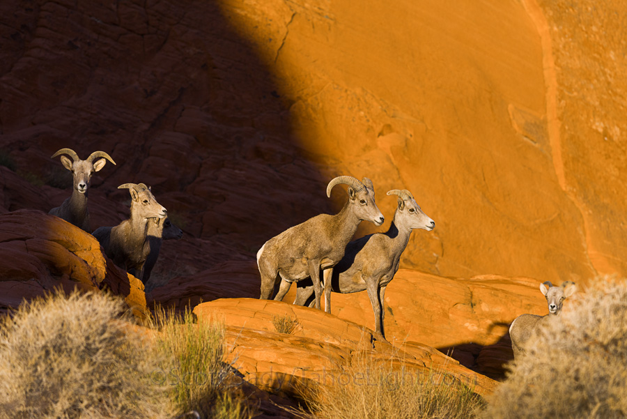 The herd in the first light ready to get out of the open and away from the coming tourist throng. Glad I was up at dawn, by myself of I never would have seen them.