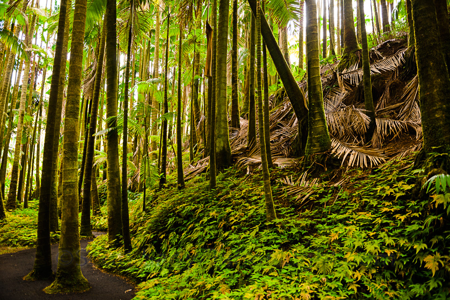 The Hawaii tropical botanical Garden near Hilo. This giant Botanical garden was a real treat with some crazy looking plants, and this coming from someone who really would normally not be impressed by this sort of thing.