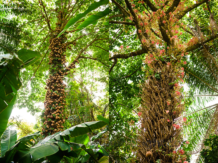 The Hawaii tropical botanical Garden near Hilo. This giant Botanical garden was a real treat with some crazy looking plants, and this coming from someone who really would normally not be impressed by this sort of thing.