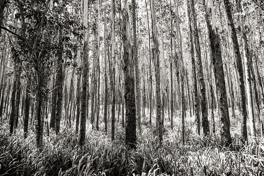 Eucalyptus forests abound in Hawaii. These non-native trees were originally brought in from Australia and the Phillipines as a plantation crop, for wood pulp, but were not profitable on Hawaii, so the fast growing invasive species soon choked out native trees and plants on entire hillsides.