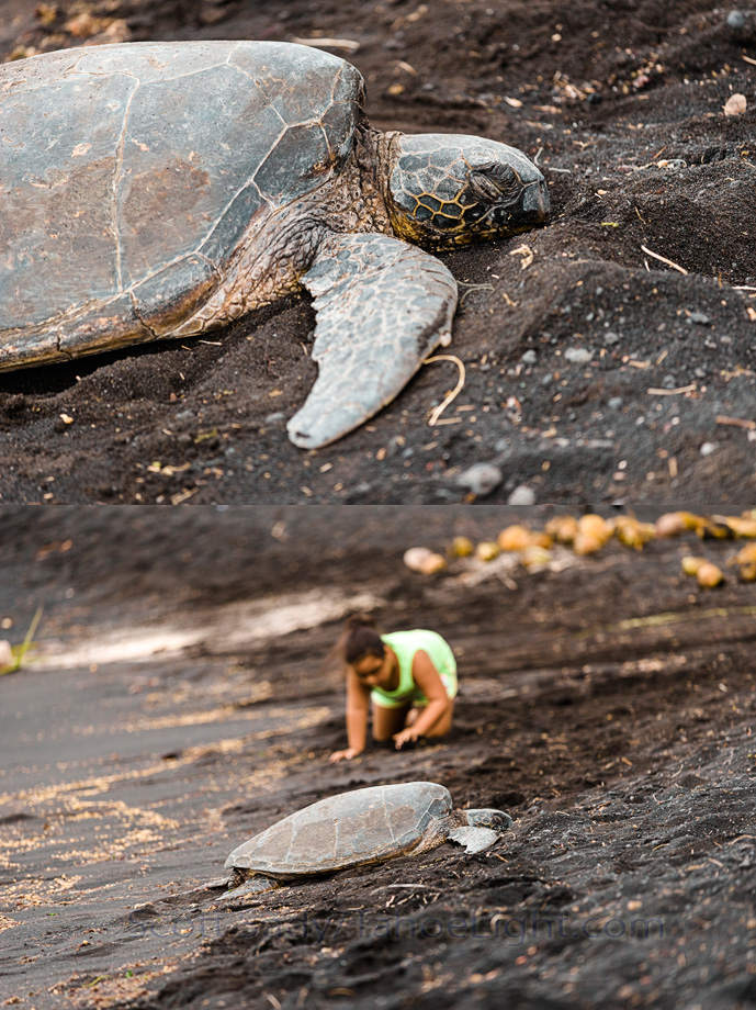 A turtle lounges in the sand of the Punalu'u black sand beach on the big island of Hawaii.