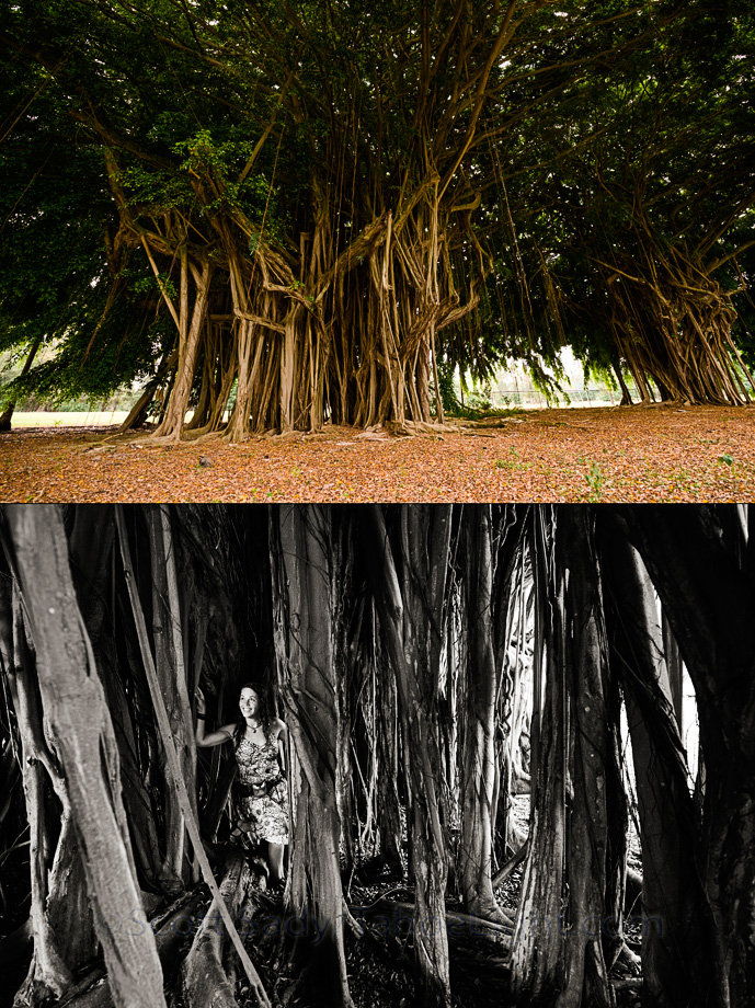 Big Banyan trees near the Japanese gardens in Hilo, where a clock stands stopped at 1:04 am. After a second devastating Tsunami struck here with a 20 foot wave at 1:04 am in 1960, the state prohibited residential rebuilding in the twice affected areas, turning much of the land into public parks.