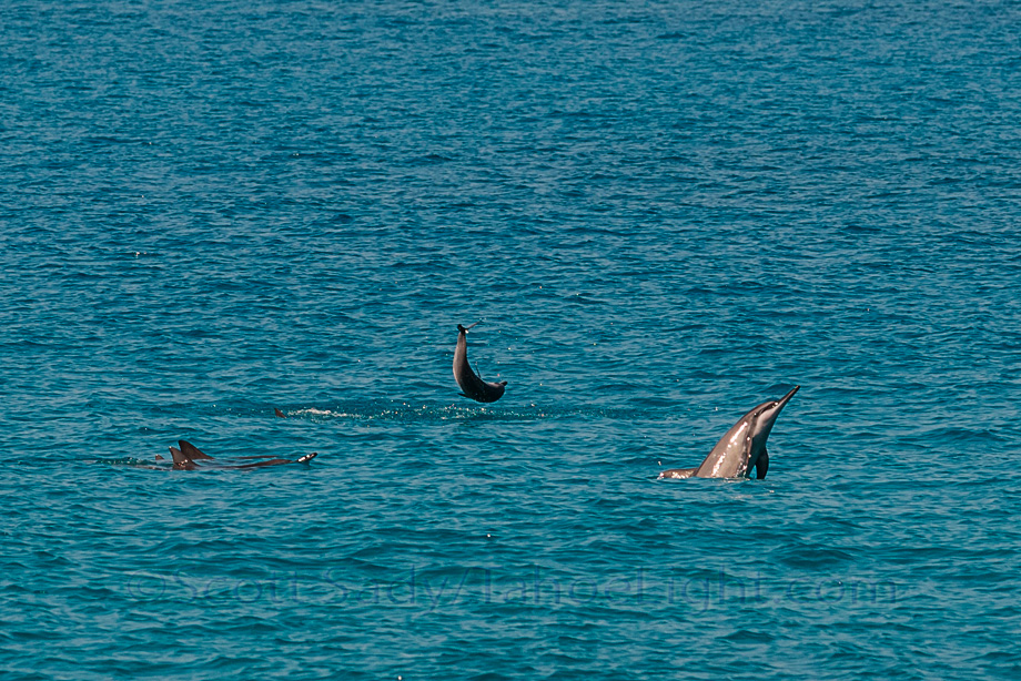 Dolphins playing in Honomalino Bay on the big island of Hawaii. Monique and I really wanted to swim (naturally) near dolphins. The big island of Hawaii is fairly famous for hosting pods of dolphins in its many secluded bays that "sleep" by circling the bay during the day in a sort of autopilot that passes for rest. It is important not to disturb these guys as that may make them tired and vulnerable to predators. We decided to tread water in what we guessed was their natural path and let them come by us. In an hour of treading water, the dolphin pod passed us 3 times, once only 5 feet away, without altering their behavior.