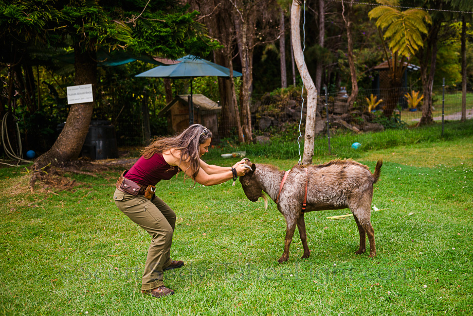 Friendly Ernest the Goat at the Volcano Garden Arts center near the entrance to Volcanoes National Park on the big island of Hawaii. Cafe Ono is also on the grounds and is hands down the best restaurant in the area. One of my main goals was seeing lava moving down to the sea, unfortunately at present the lava flow on Hawaii is tiny and on inaccessible private property.