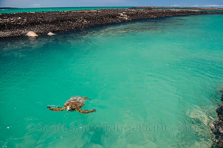 Kiholo Bay is a beautiful place that requires some walking to, so despite the fact that we say about 5-10 sea turtles per hour, we only saw two other people during our two days visiting this place located near Kona on the big island of Hawaii.