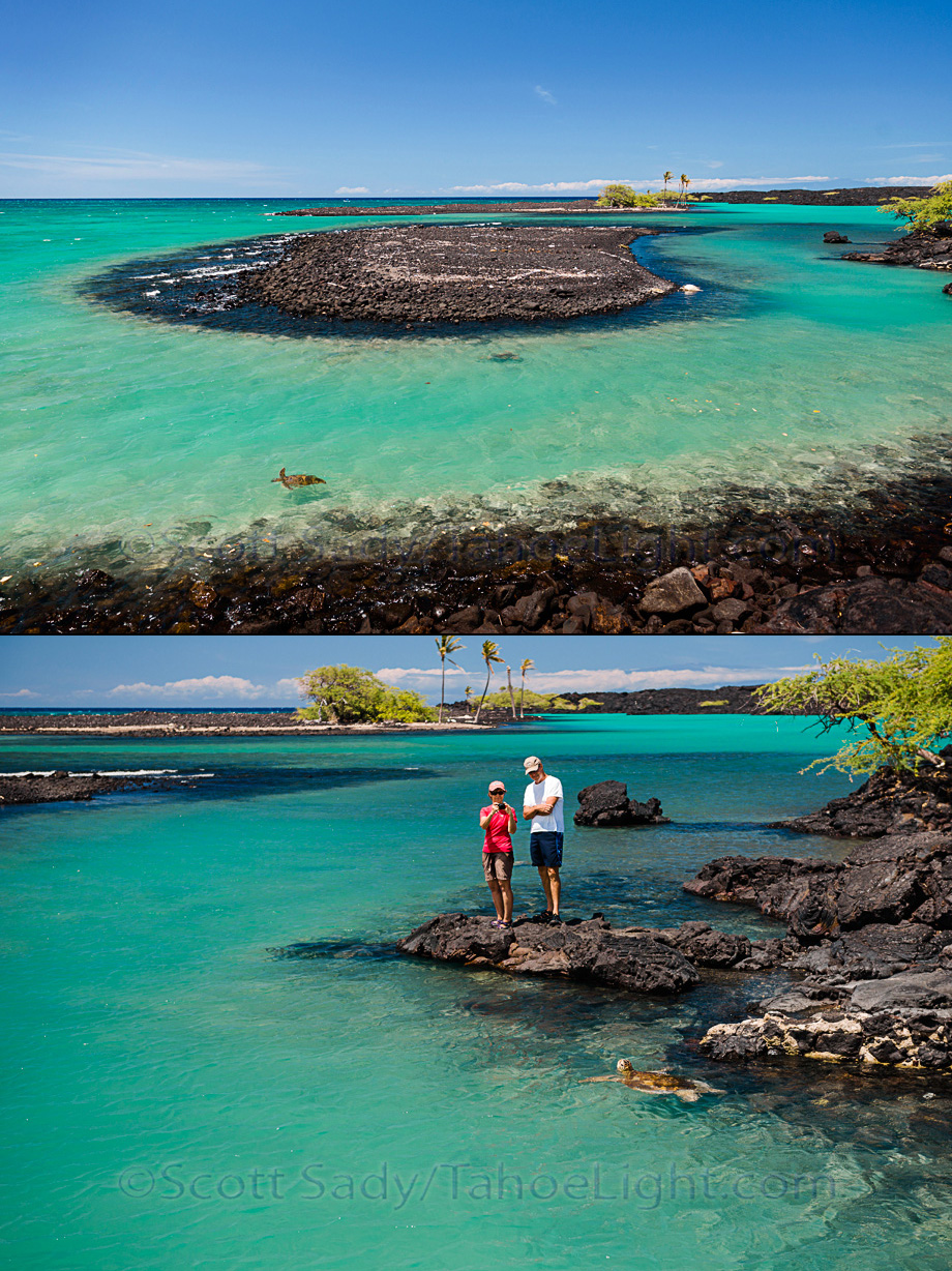 hawaii travel sea turtles
