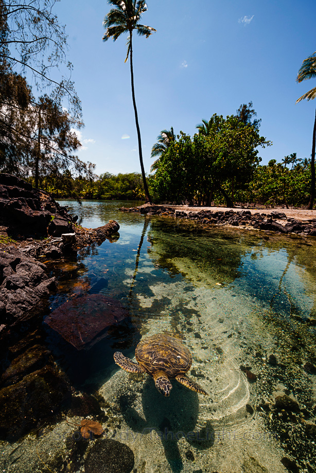 hawaii travel sea turtles