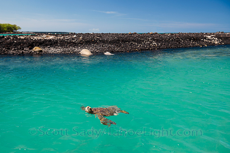 Kiholo Bay is a beautiful place that requires some walking to, so despite the fact that we say about 5-10 sea turtles per hour, we only saw two other people during our two days visiting this place located near Kona on the big island of Hawaii.