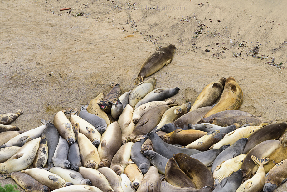 Elephant Seal females molting on a beach at the Point Reyes national seashore.