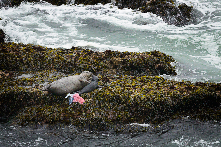 Newborn harbor seal pup with placenta on the California Coast near Pescadero