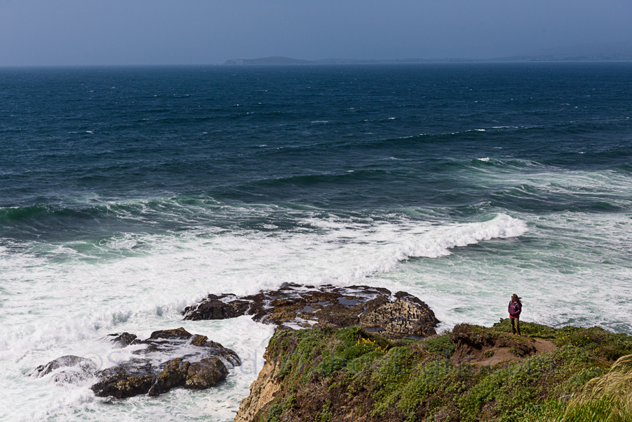 California poppies, wild irises,wild radishes and many other flowers make the 4.5 mile Tomales Point trail in Point Reyes national seashore one of the top 5 wildflower hikes in California.
