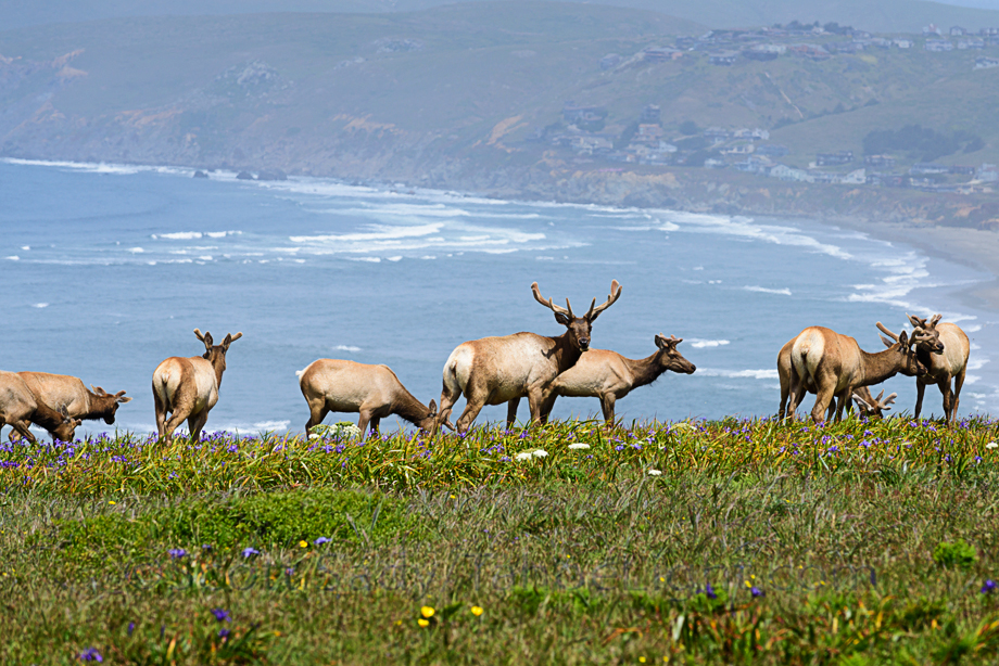 Tule Elk and many wildflowers make the 4.5 mile Tomales Point trail in Point Reyes national seashore one of the top 5 wildflower hikes in California.