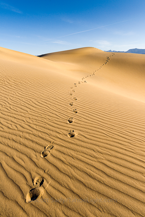 Mesquite Sand Dunes in Death Valley National Park in pristine condition the morning after a frequent wind storm.
