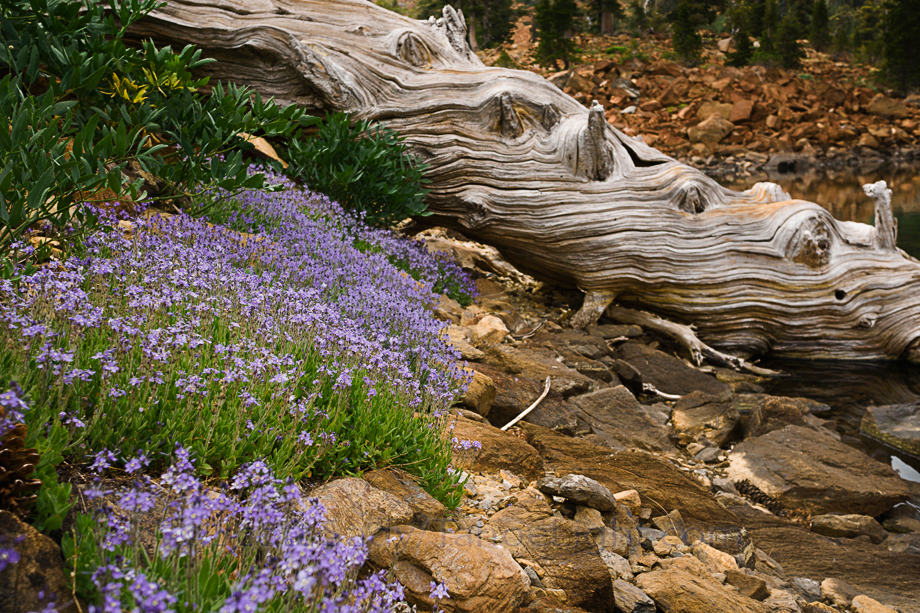 Summit lake was the only lake or even area on our entire hike not covered in wildflowers. These purple bushes were the only ones there.