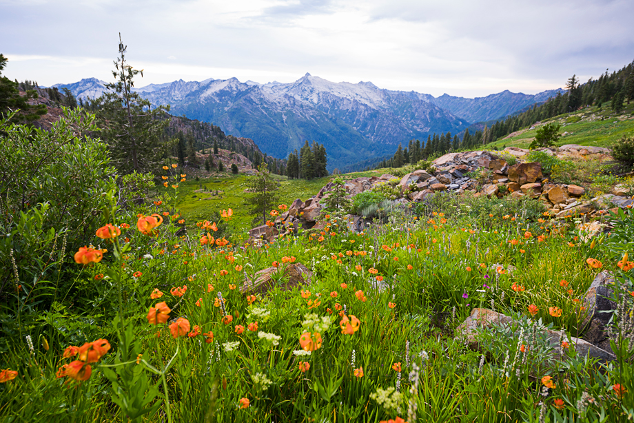 The meadows below Diamond Lake held some of the largest fields of tiger lilies we had ever seen, and a bear.