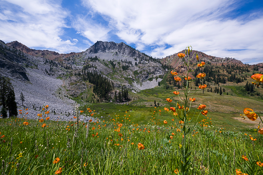 Halfway up the pass to Granite Lake yet another astounding field of wildflowers
