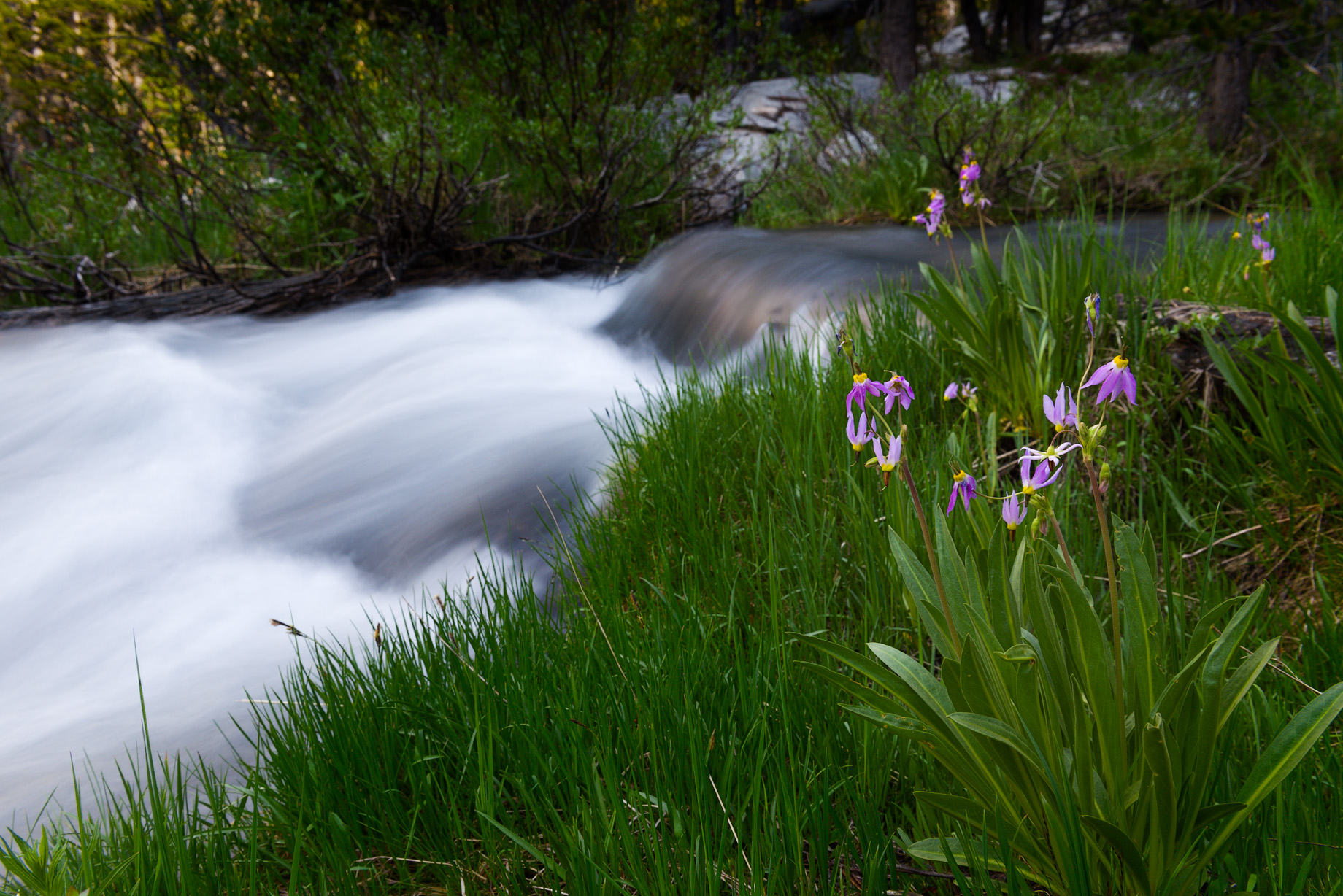 At Upper Pine Lake a few shooting stars were out along the many creeks flowing into the lake, but at higher elevations it was still probably going to be mid-late july before the wildflowers really popped.