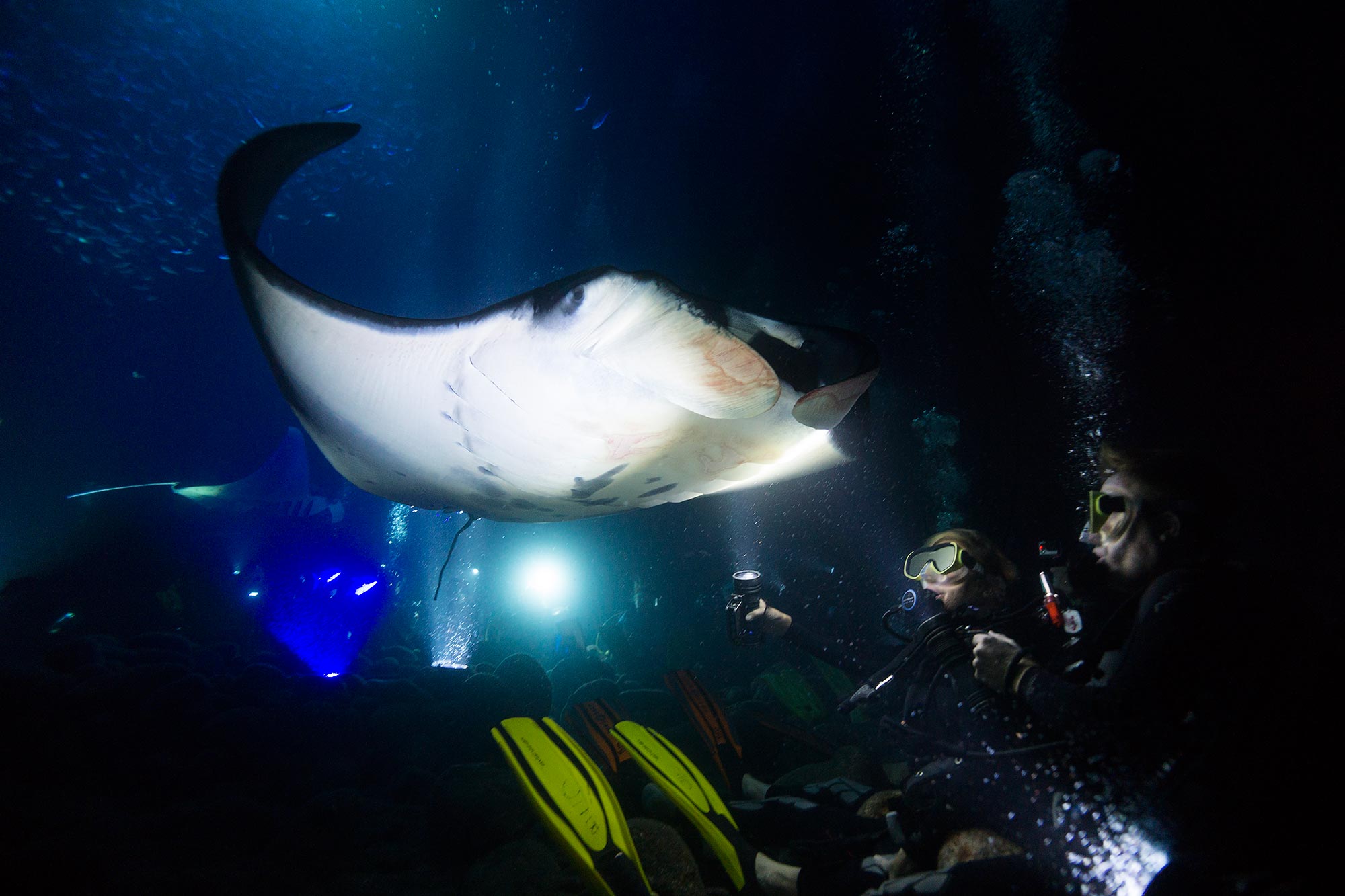 manta ray snorkel hawaii