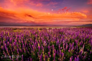 Photograph of amazing sunset over wildflowers at Lake Tahoe