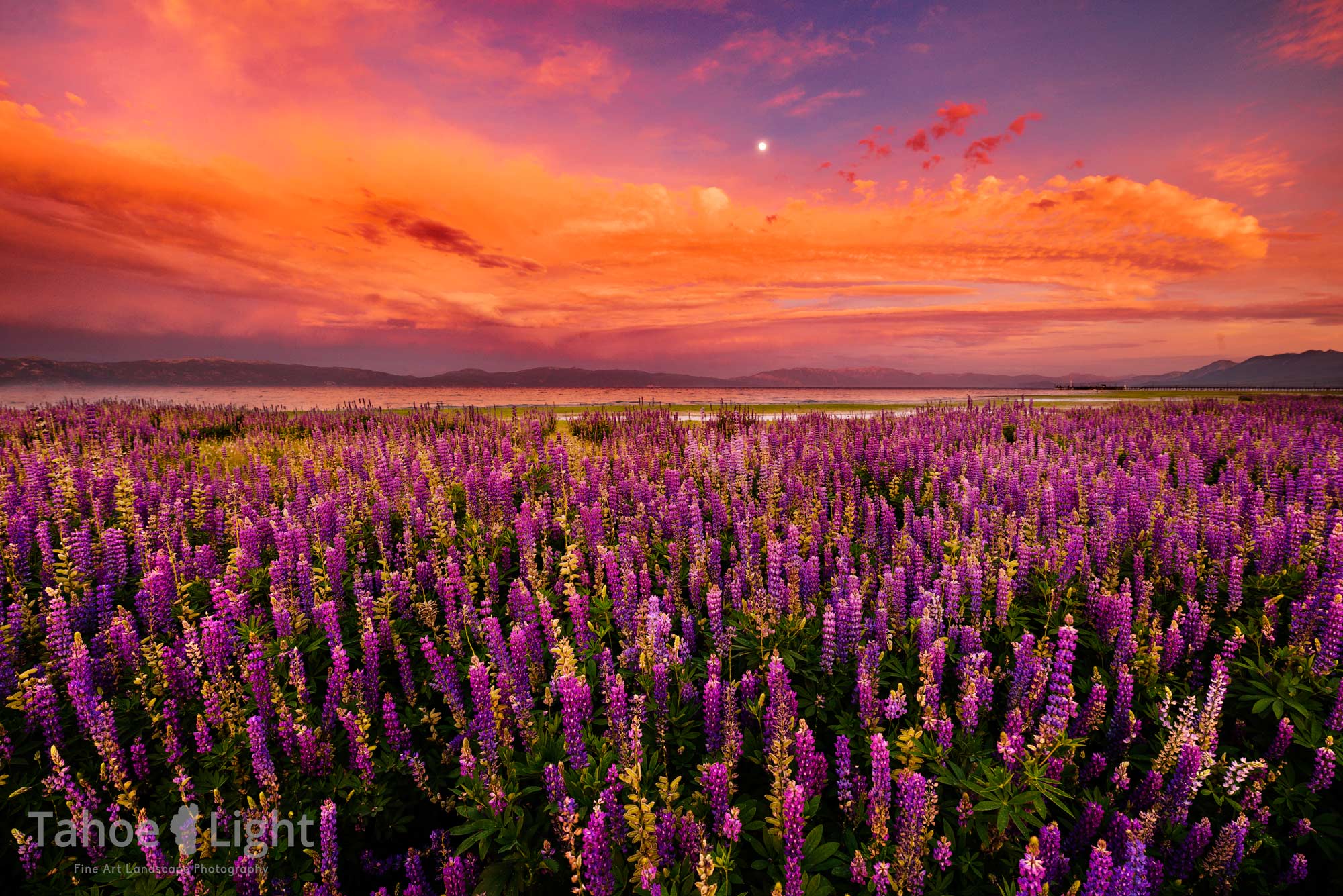 Lake Tahoe Lupin Sunset | Tahoe Light Photography