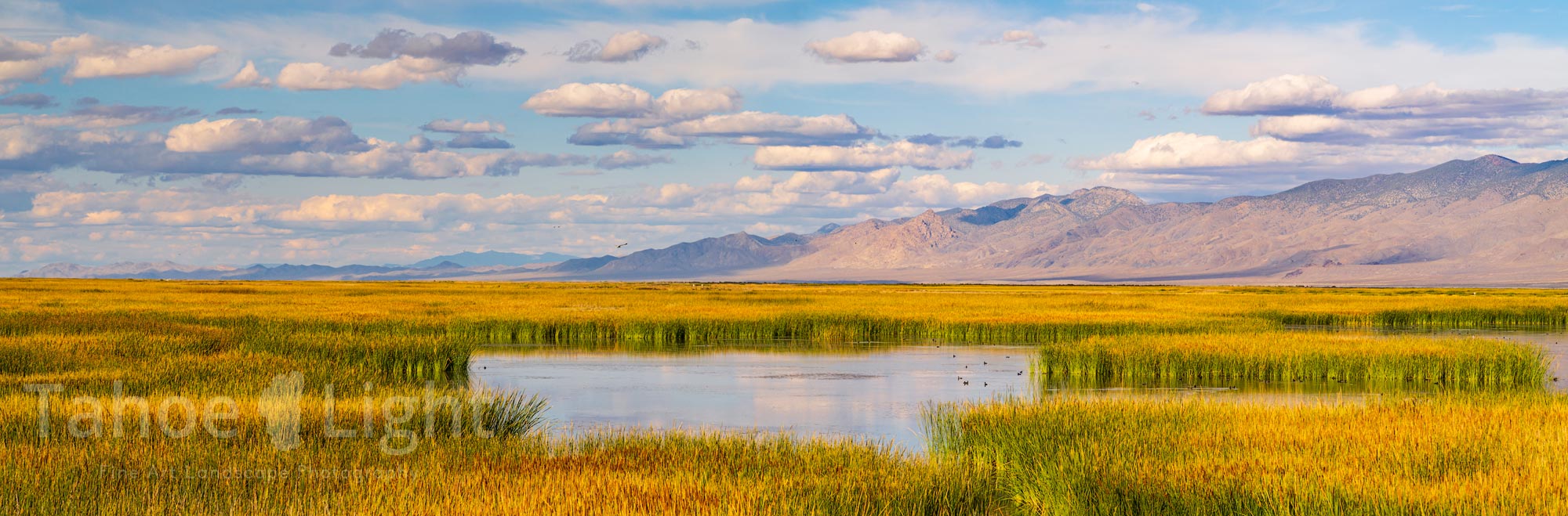 photo of stillwater wetland area