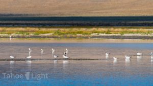 photograph of Stillwater National Wildlife Refuge in Nevada