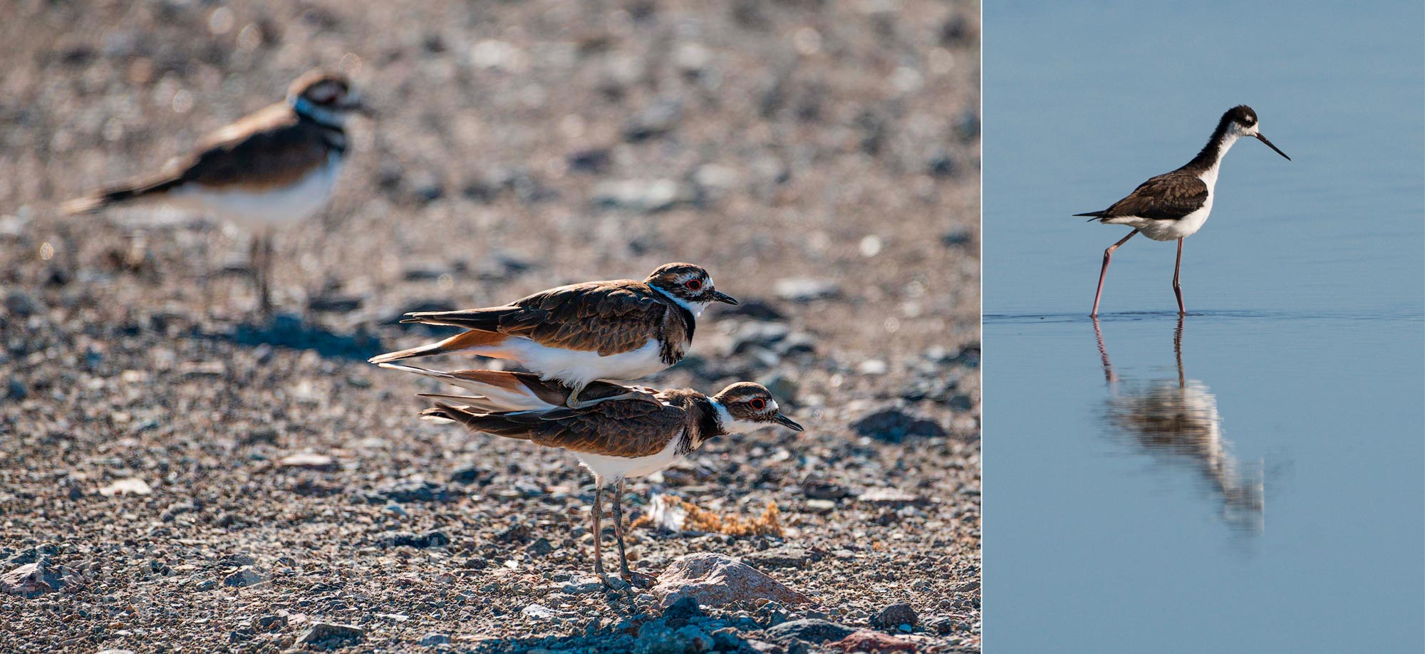 photograph of mating killdeer birds