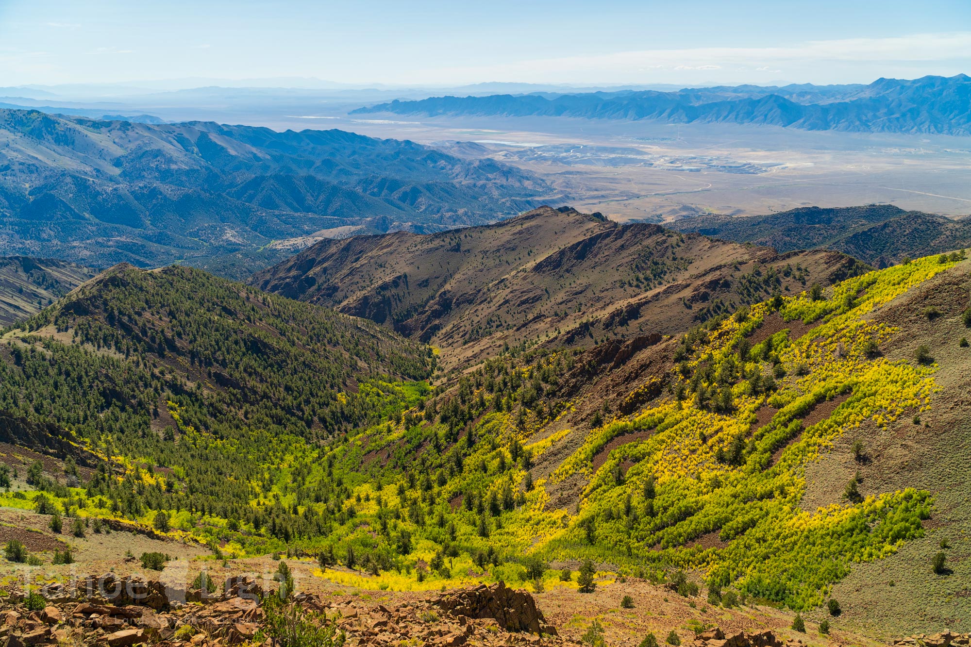 photograph of Aspen trees on mt jefferson