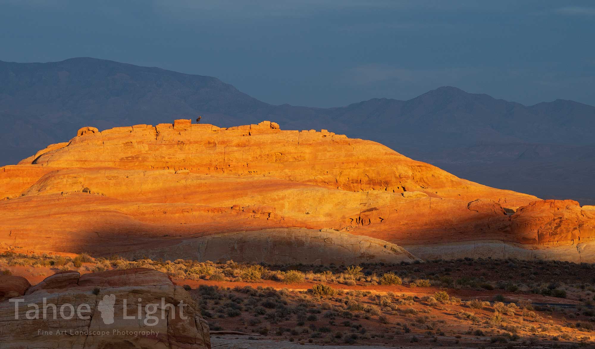 image of bighorn sheep at sunset
