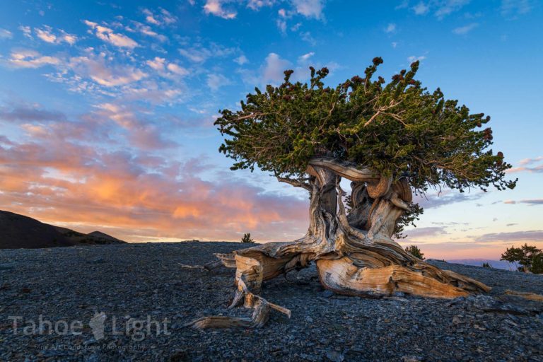 Bristlecone pine tree at sunset photo
