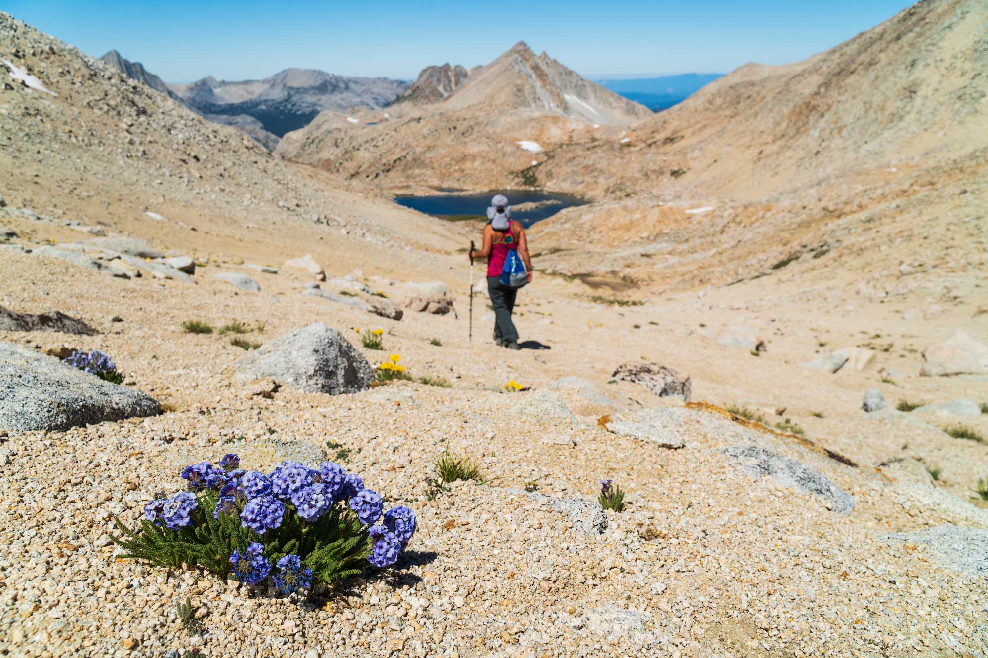 walking by sky pilot alpine flowers