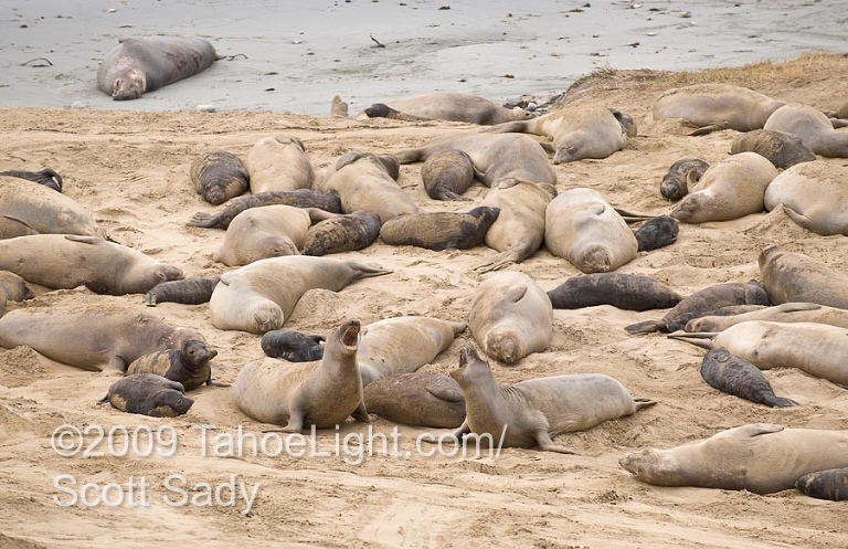 Elephant seals during mating season at Ano Nuevo State Nature Reserve north of Santa Cruz, California.