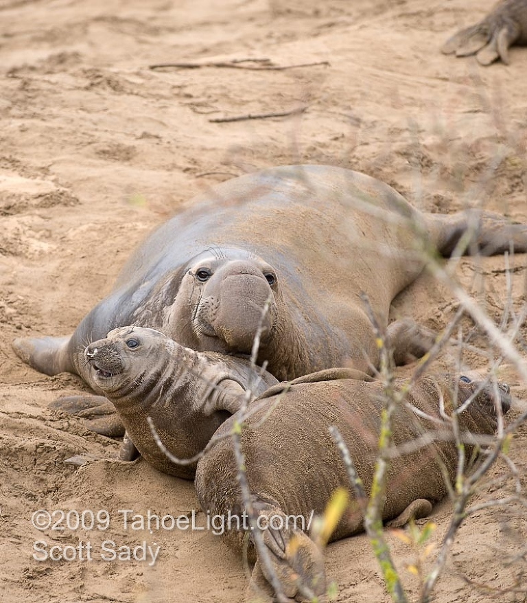 Elephant seals during mating season at Ano Nuevo State Nature Reserve north of Santa Cruz, California.