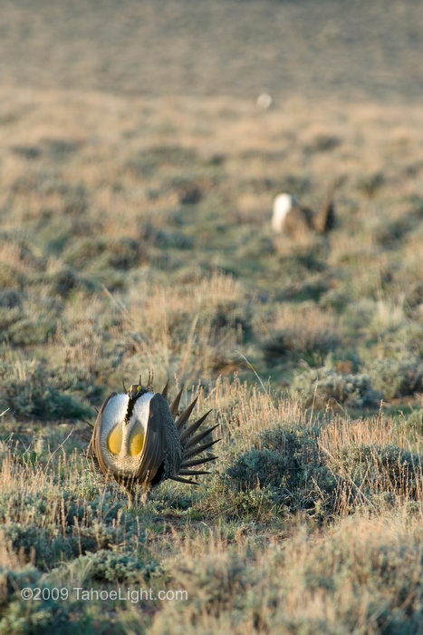 Male sage grouse strut and call for mates during the breeding season on this Lek, or mating ground, in the Black Rock desert north of Gerlach. Sage Grouse return to the same remote areas each year to prance and strut and try to attract a mate for a few weeks each spring. The BLM needs volunteers to reach these remote locations and observe and count the grouse at each site to try and get a handle on how healthy the Sage Grouse population in Nevada really is.
