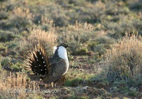 Male sage grouse strut and call for mates during the breeding season on this Lek, or mating ground, in the Black Rock desert north of Gerlach. Sage Grouse return to the same remote areas each year to prance and strut and try to attract a mate for a few weeks each spring. The BLM needs volunteers to reach these remote locations and observe and count the grouse at each site to try and get a handle on how healthy the Sage Grouse population in Nevada really is.