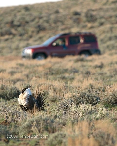 Male sage grouse strut and call for mates as Tom Beard counds them in the background during the breeding season on this Lek, or mating ground, in the Black Rock desert north of Gerlach. Sage Grouse return to the same remote areas each year to prance and strut and try to attract a mate for a few weeks each spring. The BLM needs volunteers to reach these remote locations and observe and count the grouse at each site to try and get a handle on how healthy the Sage Grouse population in Nevada really is.