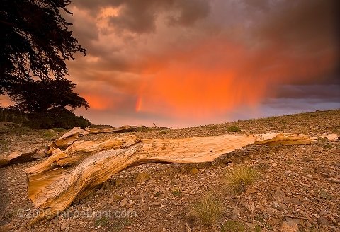 A split grade neutral density filter was used to hold back the sky on these storm clouds over a downed bristlecone pine tree