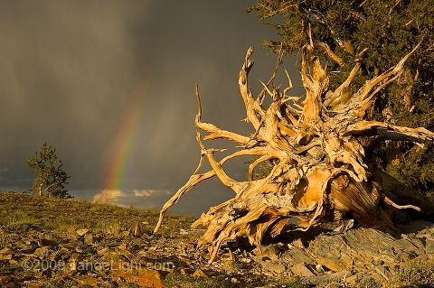 The roots of a dead bristlecone stump catches the last ray of light as rainbow and storm clouds form in the distance