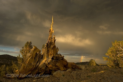A dead bristlecone stump catches the last ray of light as rainbow and storm clouds form in the distance