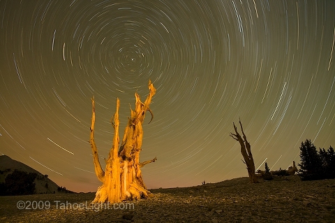Bristlecone pine tree snag and north star at night.