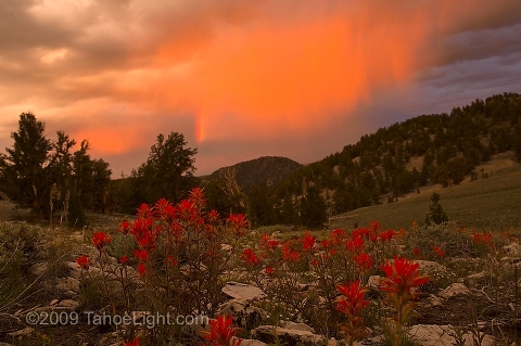 Bristlecone pine tree with flowers and rainbow during a storm in the White Mountains